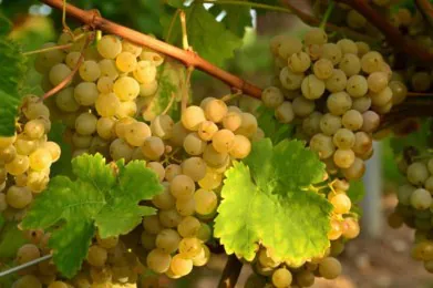 Toscana: La Vernaccia di San Gimignano