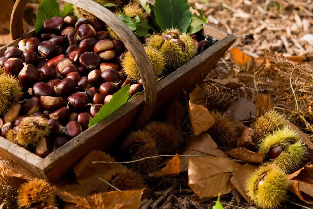 Where to collect chestnuts in Lombardia