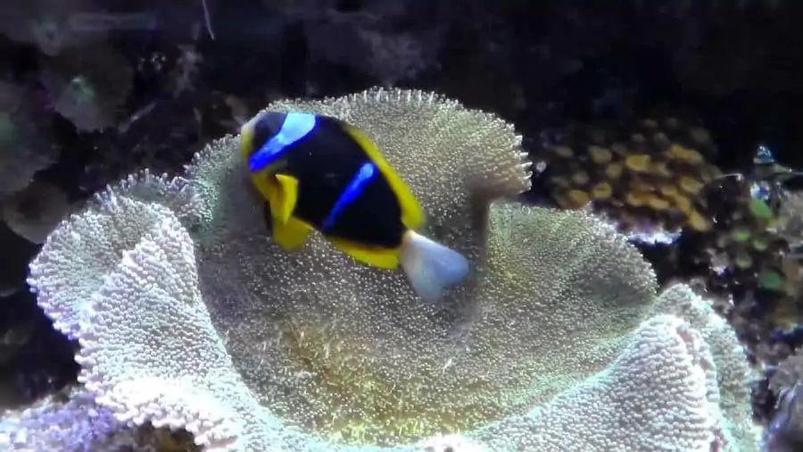 un pesce che nuota in un corallo