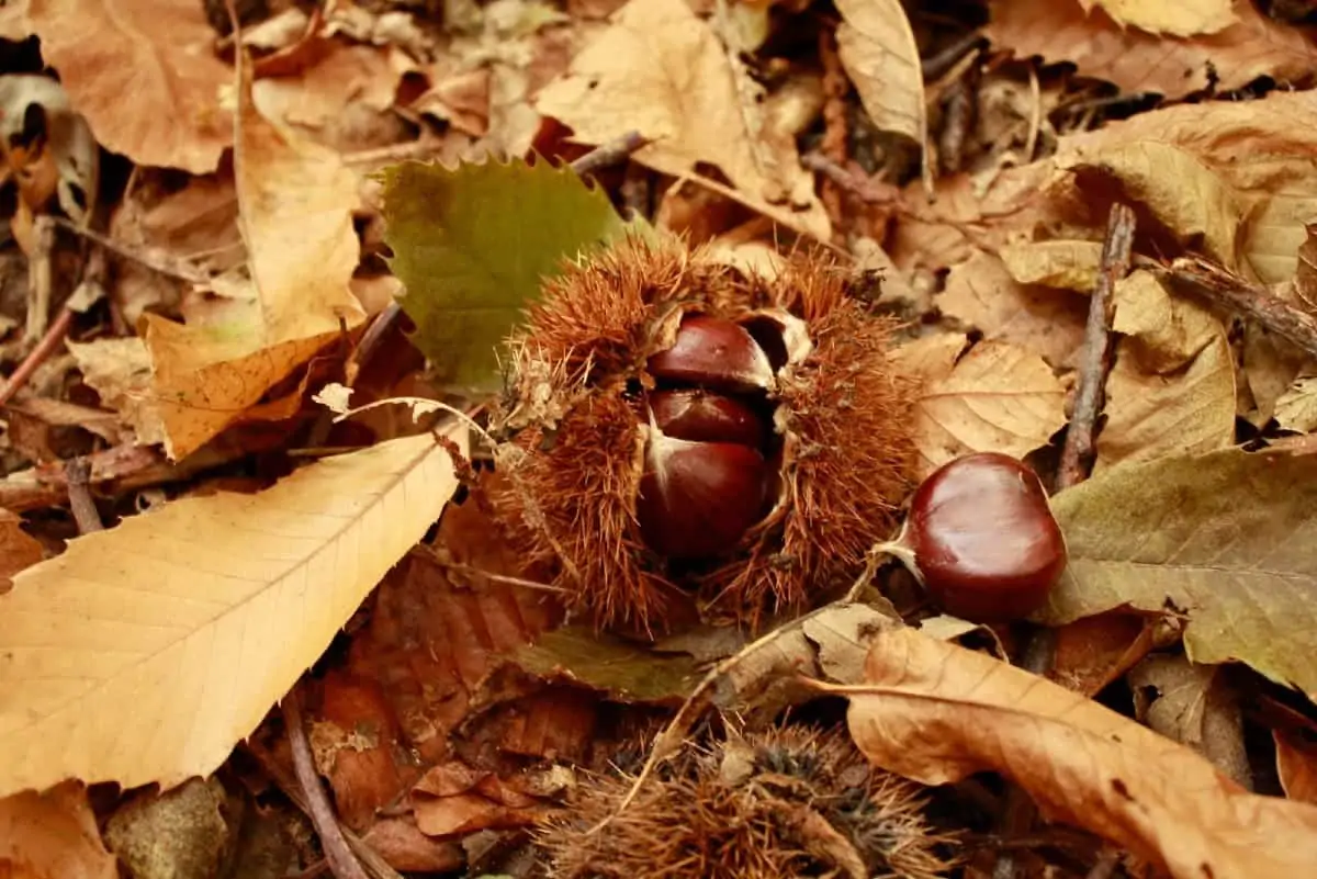 The autumn flavors of the Lucanian Dolomites