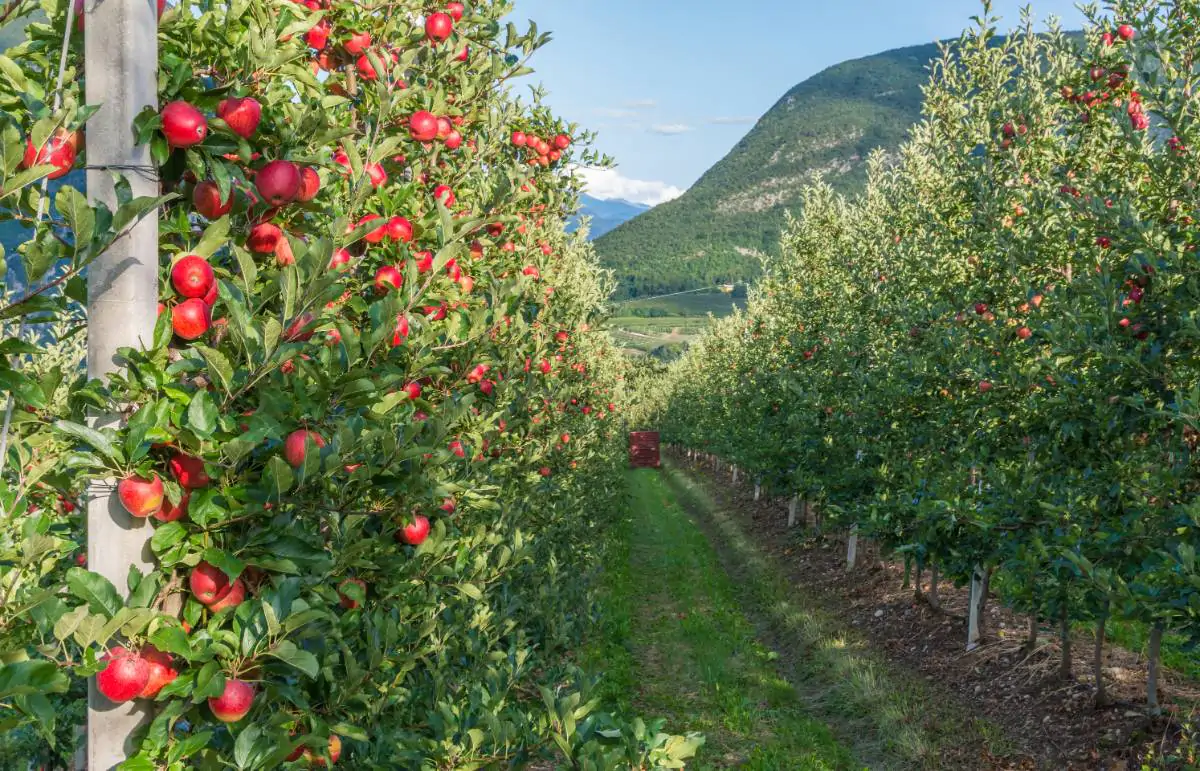 The cuisine of tradition: the 5 typical dishes of the Trentino villages to try absolutely