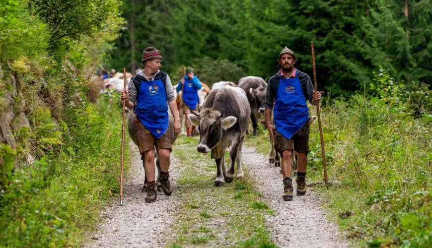 From high mountain pastures to the valley: transhumance in Ratschings, Ridnaun and Val Giovo