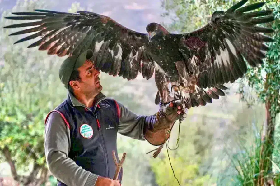 The Amazing World of Raptors