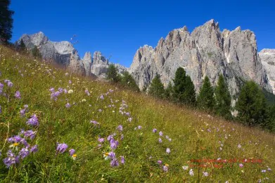 Catinaccio, Torri del Vailét e larsech dal Ciampedie