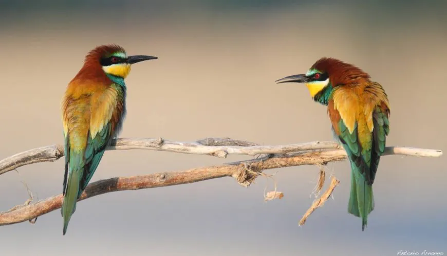 The Duchy Parks: protected nature between Parma and Piacenza